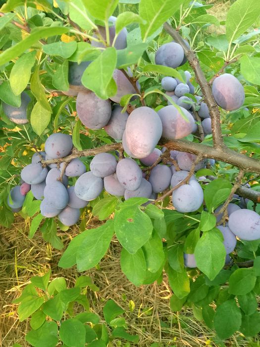 Prune de dat Scobinti Hârlău Iași