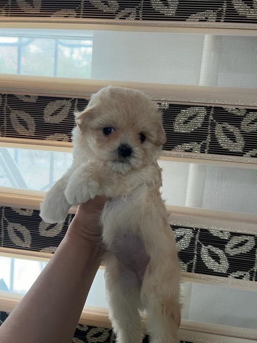 Малыши Мальтипу Ф1