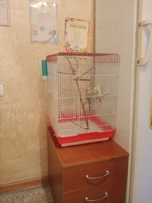 Попугай срочно продам