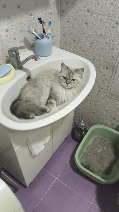 Потерялась кошка Даффи
