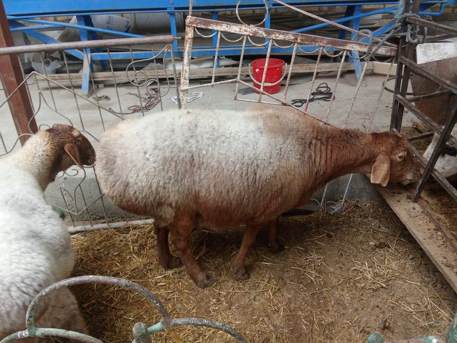 Зодор бугуз куйлар битаси 2 битаси 3 тугади