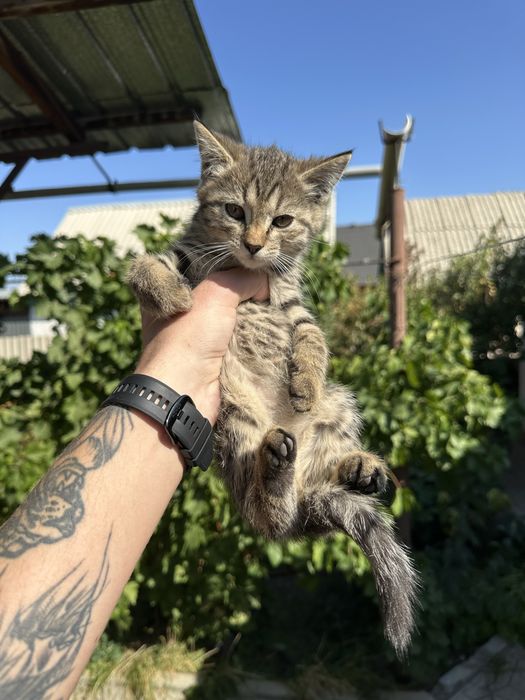 Отдам котят в добрые руки