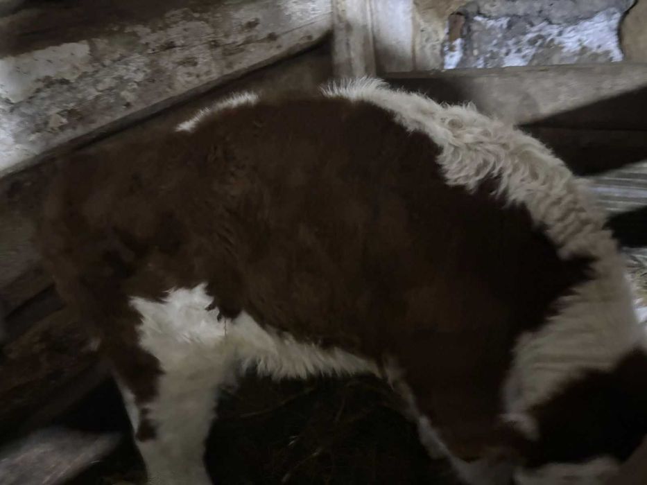 Продам теленка бычок