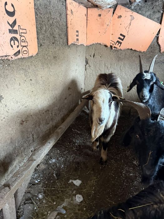 Козы и козлы 2/2