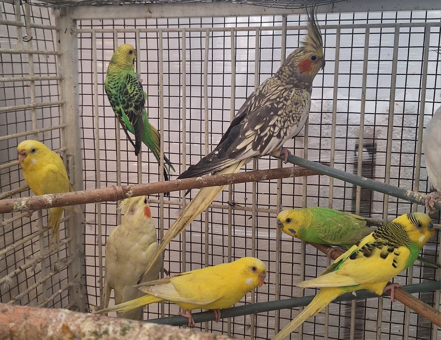 Волнистые попугайчики.