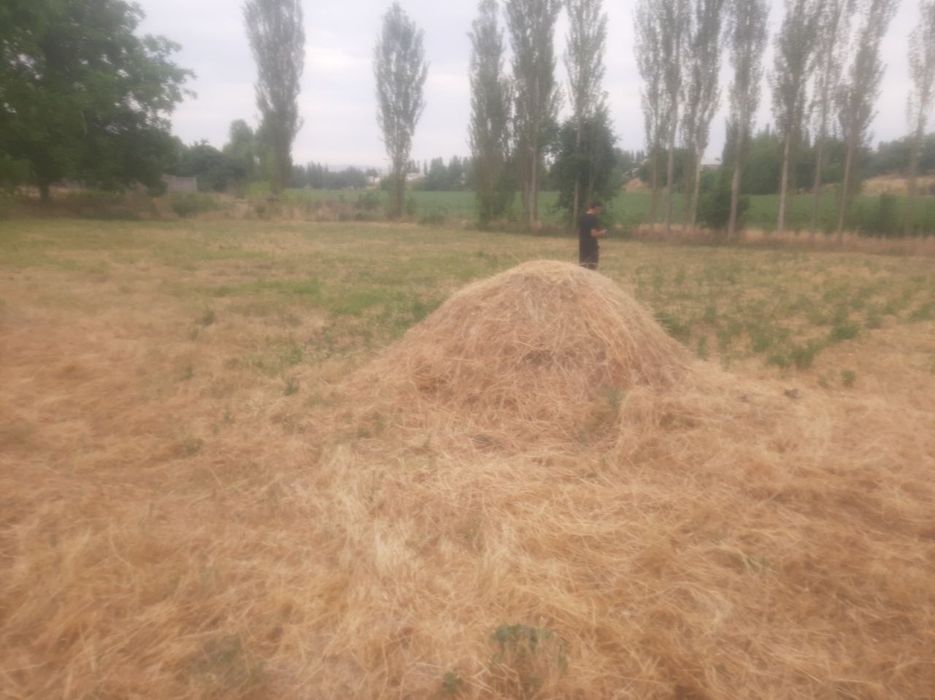 Uchastka sotiladi Pul kerak bulib qoldi. Xujjatlari joyida