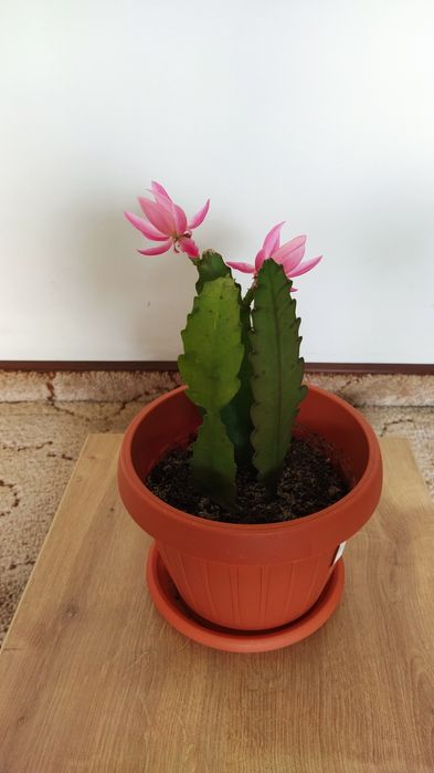 Vând cactus Epiphyllum