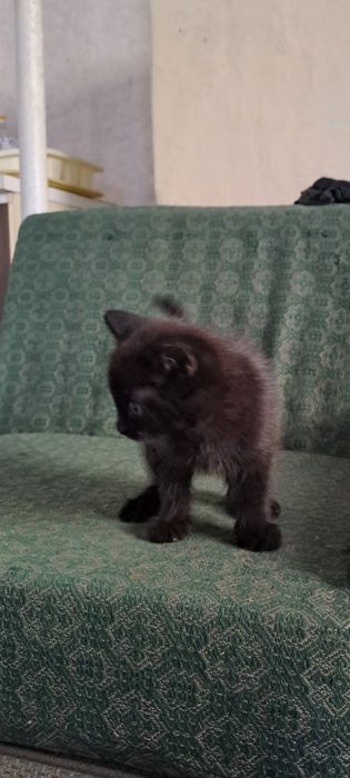 Кот полтара месяца
