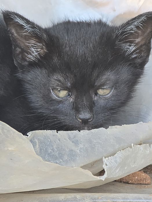 Подарявам Малки котенца
