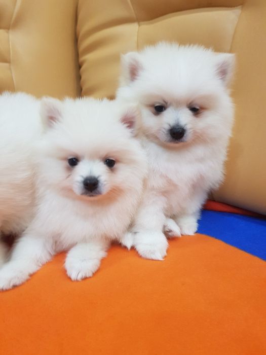 Померан померанчета Гр. София