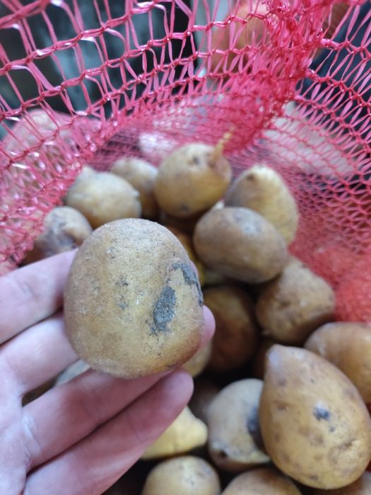 Семенная картошка