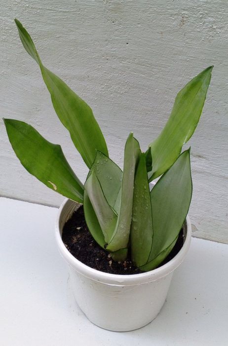 Сансевиерия Муншайн. Экзотическое растение для дома и офиса.