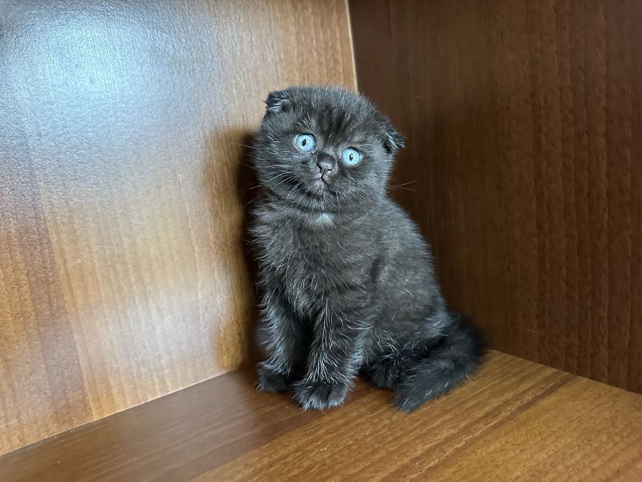 Шотландски клепоухи и британски късокосмести котки