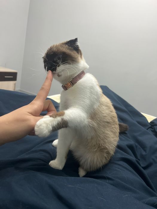 Кошка вязка кому