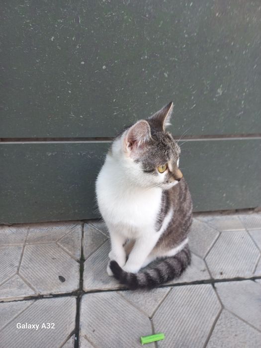 Отдам кота в добрые руки