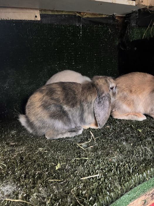 Masculi berbec german 2 luni