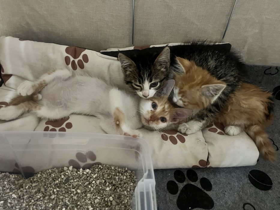 Подаряват се три котенца, мъжко и две женски