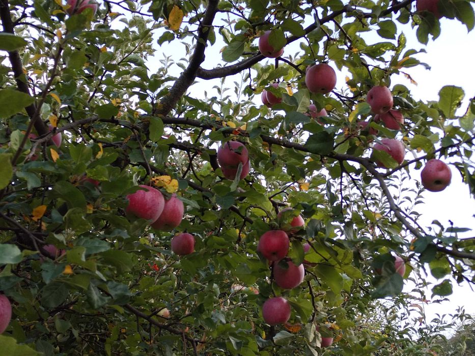 Mere și pere de vânzare în Magura