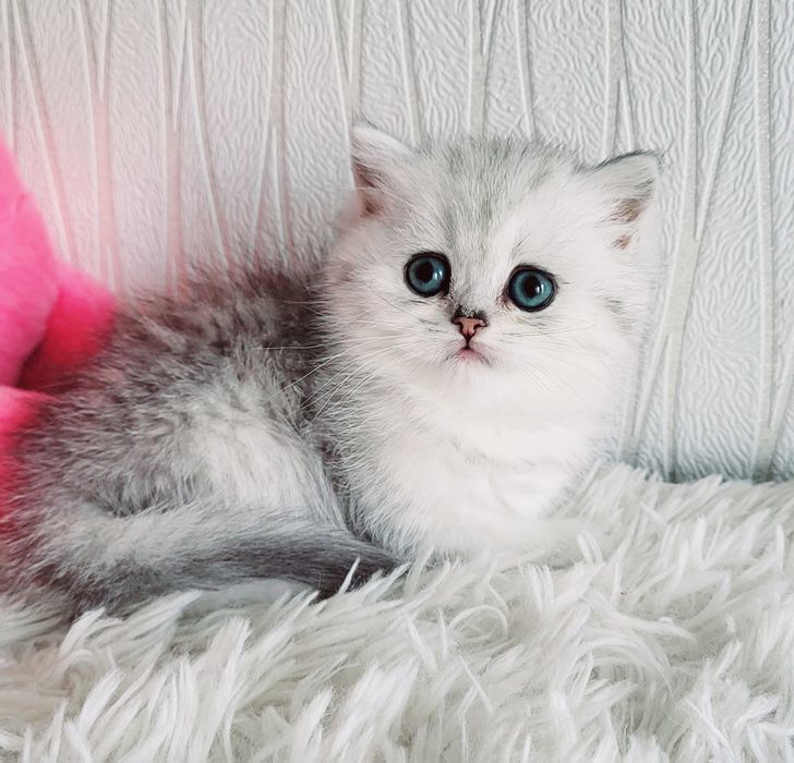 Британские серебристые шиншиллы