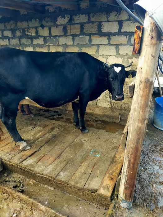 Продам корову яловую