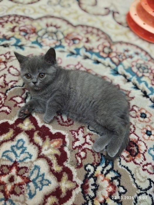 Продается шотландский котёнок Скотиш страйт