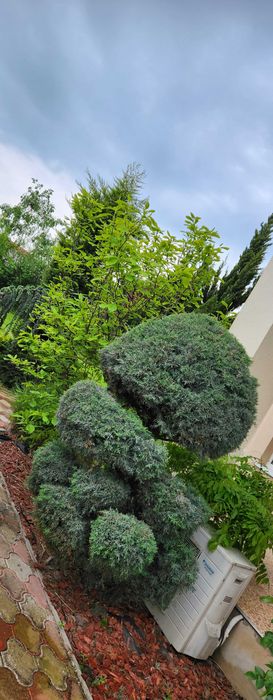Vila Individuala MOSNITA NOUA, 792 mp LA CHEIE, 4 Dormitoare, Gradina,