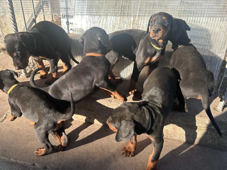 Доберманчета - родословни родители
