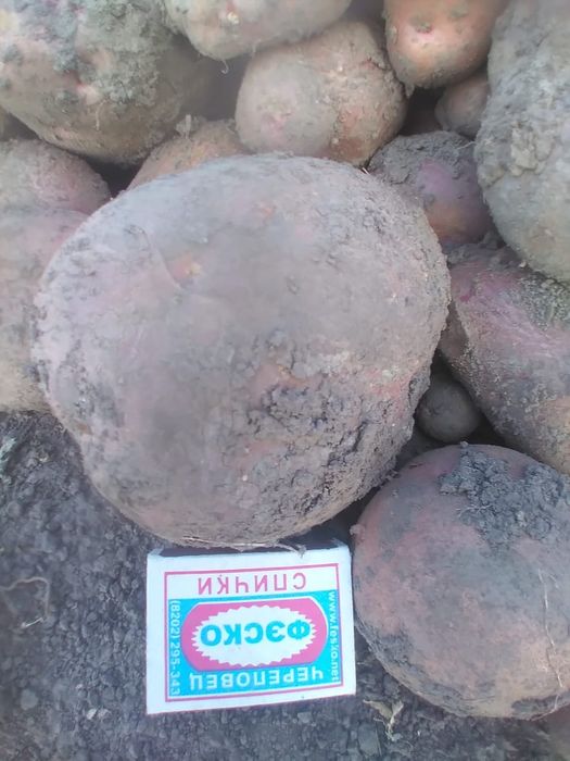 Домашний картофель