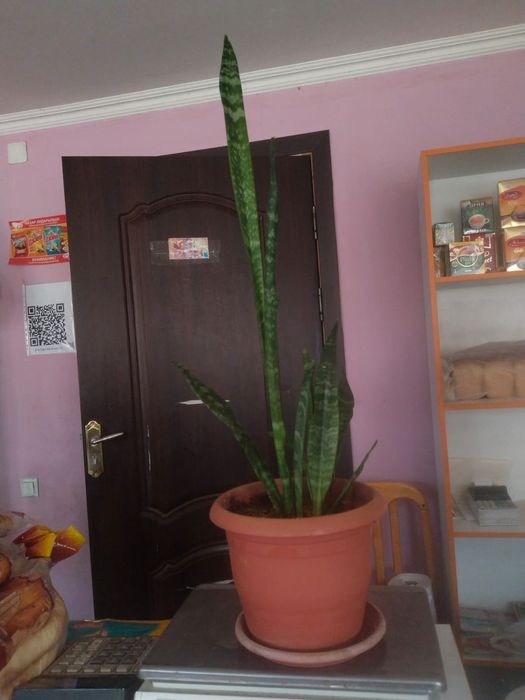 Продам комнатные цветы