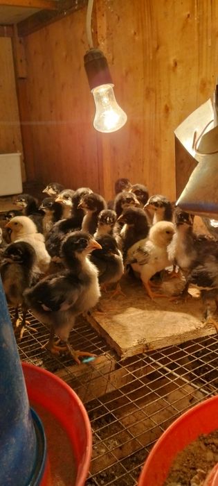 Домашние цыплята ,Хонаки товук чужалар