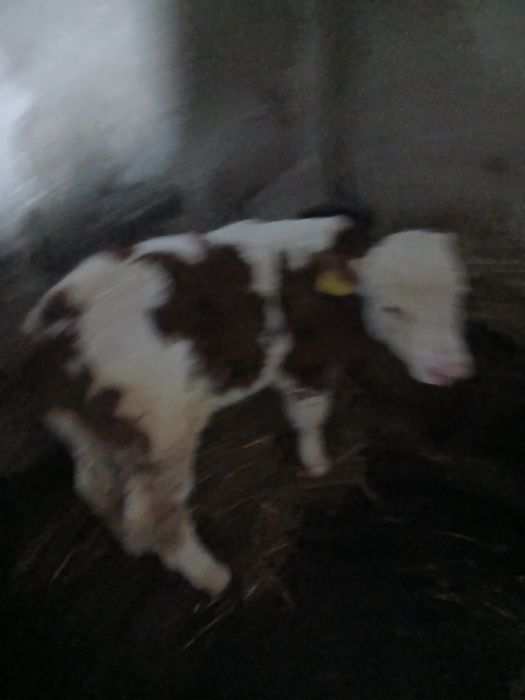 Vând doi tauri și o vițea bălțată