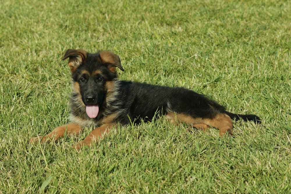 Mascul ciobanesc german cu pedigree TOP