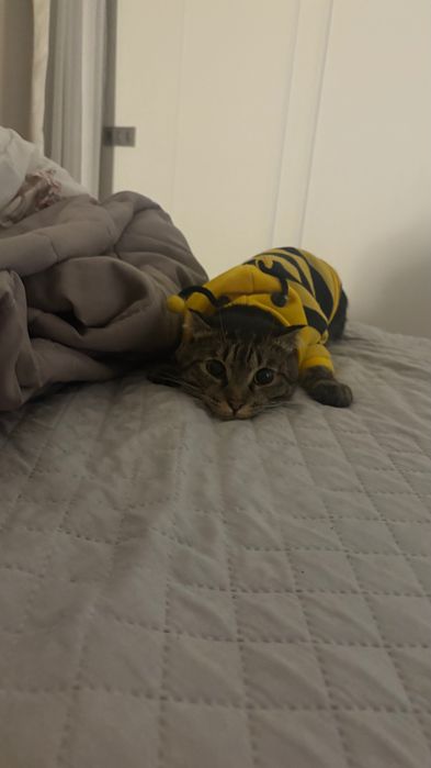 кот отдам даром ,