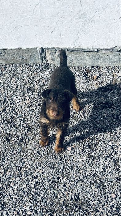 Ягдтерьер яктерьер