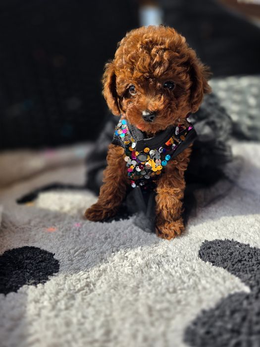 Запазени ! Пудел той момичета с документ за произход