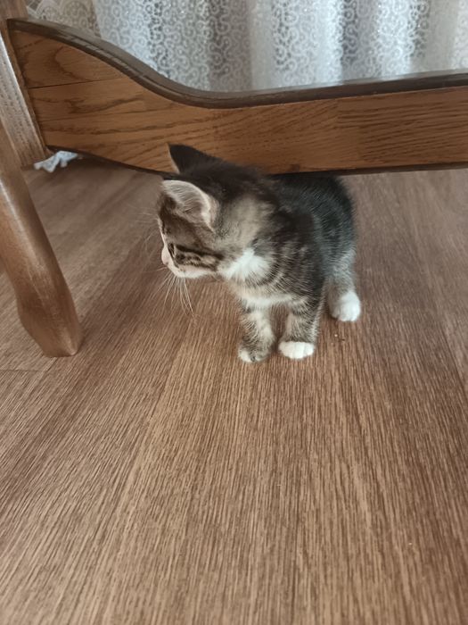 Котята домашние, добрые игривые