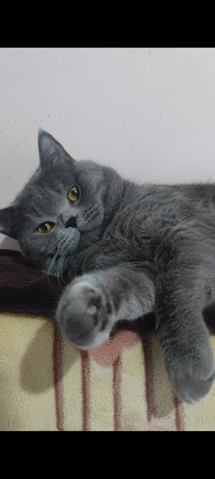 Вязка! Кот скоттиш страйт!