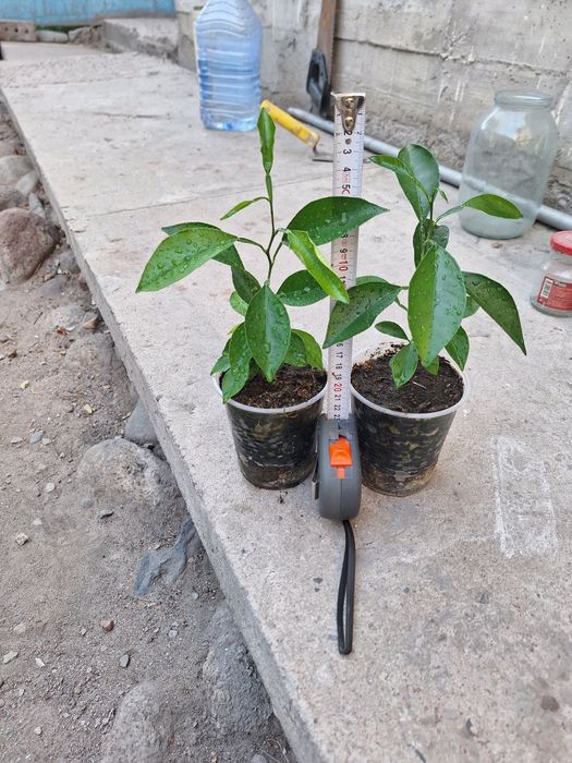 Мандариновое дерево из косточек