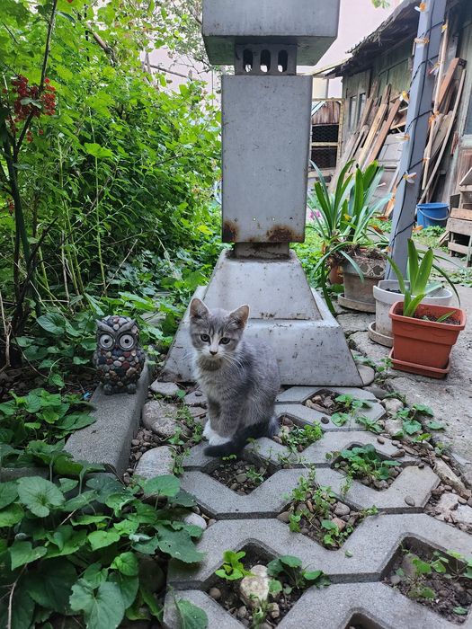 Spre adopție – Pisică mamă și 3 pisoi