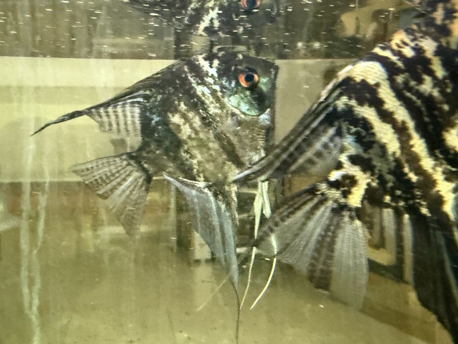 Аквариумные рыбки