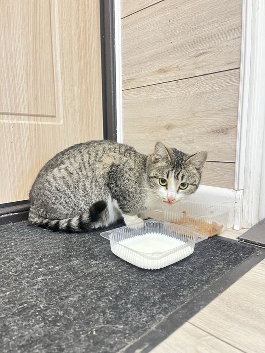 Отдам кошку беременную в добрые руки