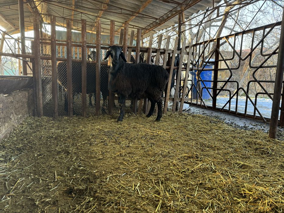 Кочкор(к,ози) сотилади