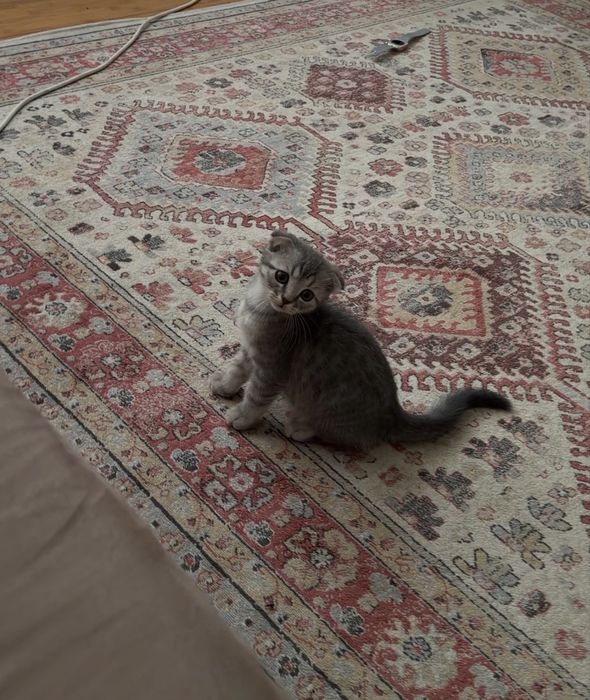 Шотландский вислоухий котенок
