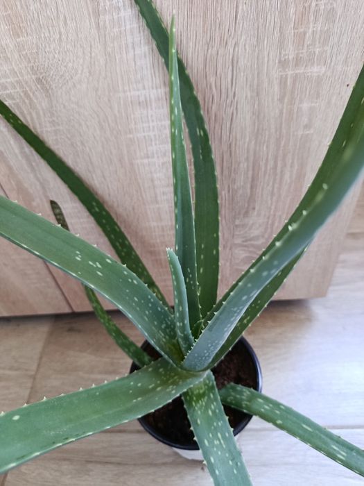 Синсевиера ,Алое Вера и Сингониум