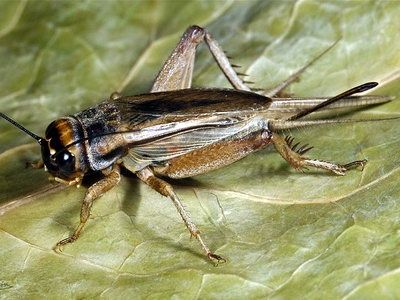 Сверчки 30 ТГ корм для рептилий, птиц