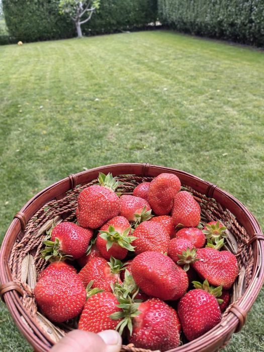 Разсад ягоди сорт Клери