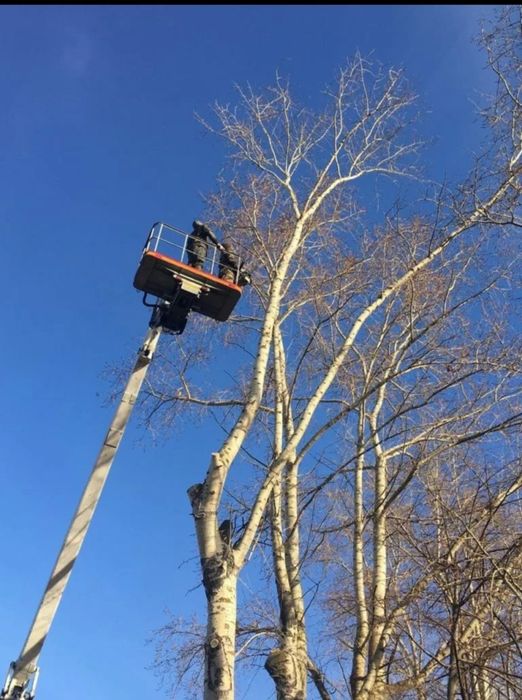 Спил деревьев любой сложности.