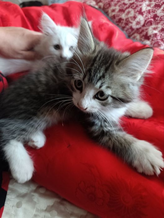 Продам 2 котят (турецская ангора)