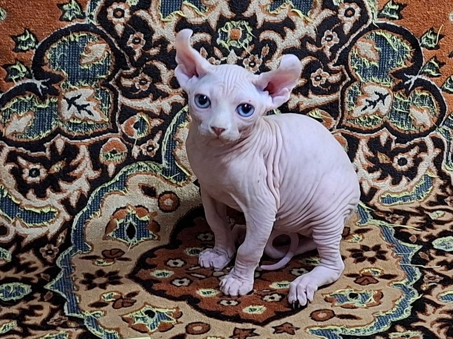 Котята породы Эльф