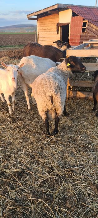 Berbec suffolk de vânzare